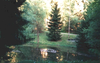 Teich in der Schlinke Bild 1